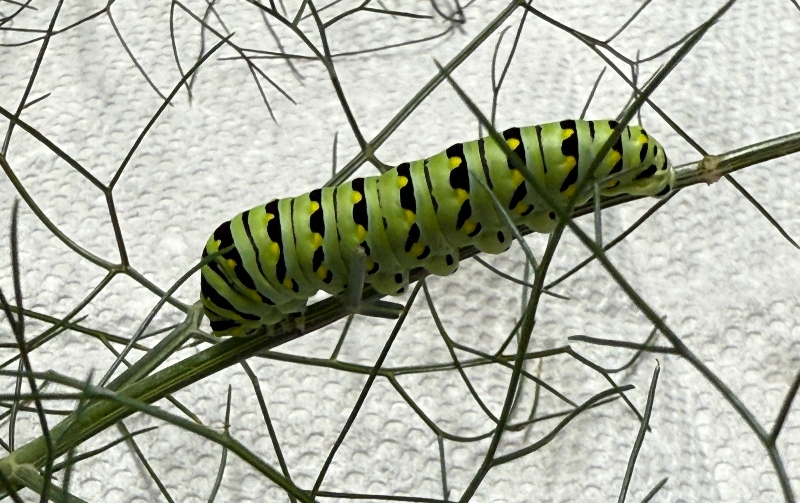 hivegarden-journal-swallowtail- (1).jpg