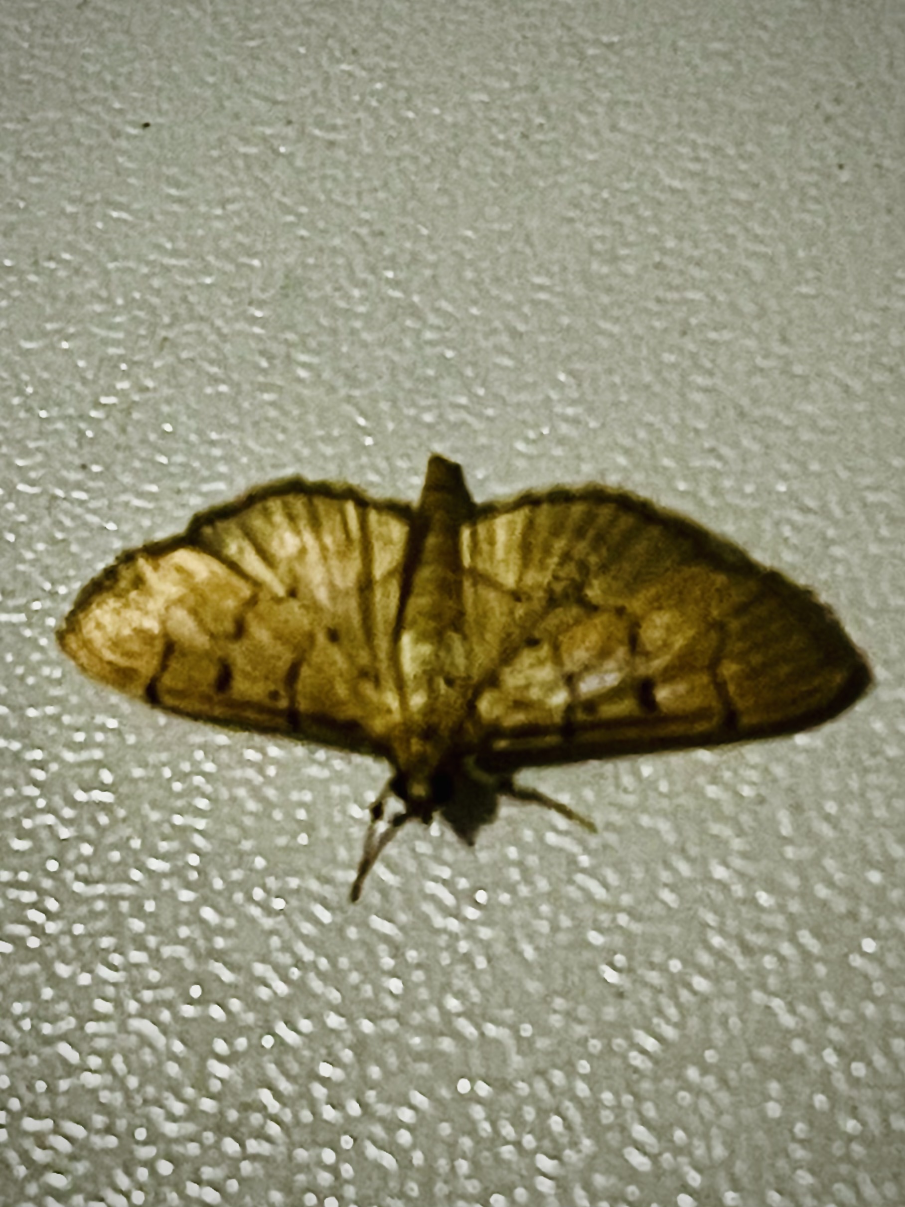  "C1CDA83F-C2AD-4470-AF04-81763A92098B.jpeg"