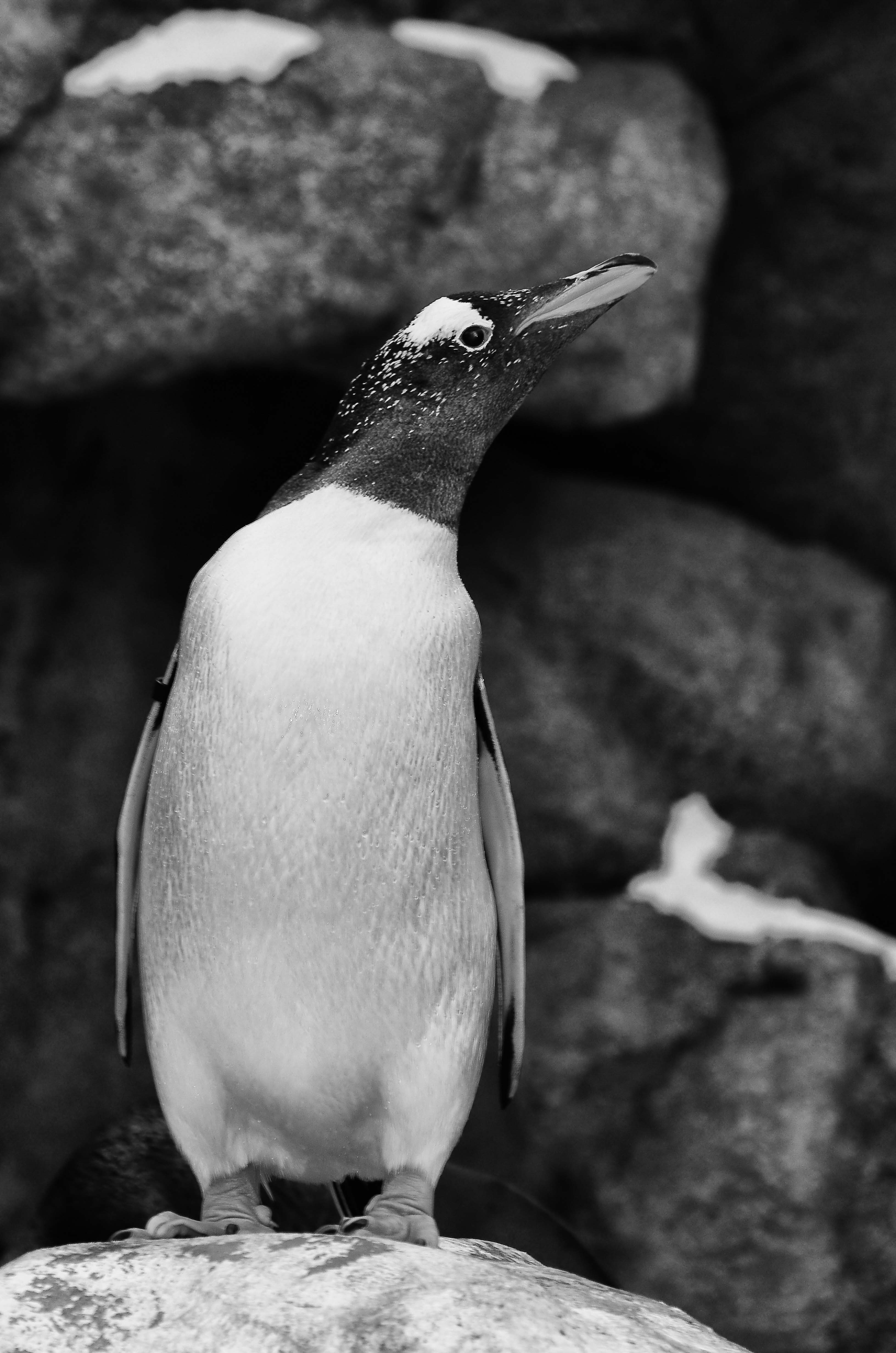 Calgary Zoo May 28 2012-3807-Edit-2.JPG