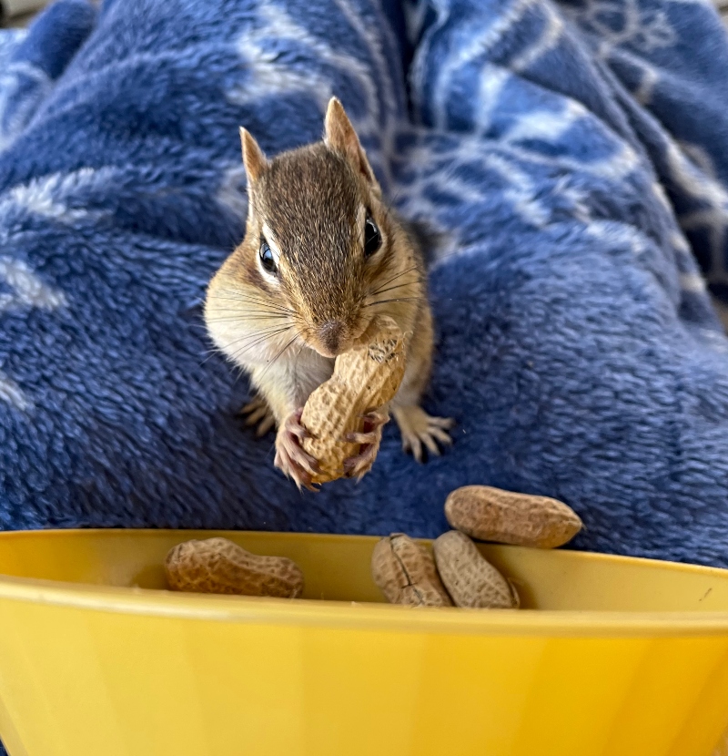 animals-chipmunk-nature-photography-sunscape-3.jpg