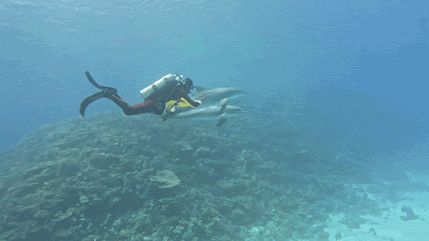GX010745_1746981012795_2(1).gif
