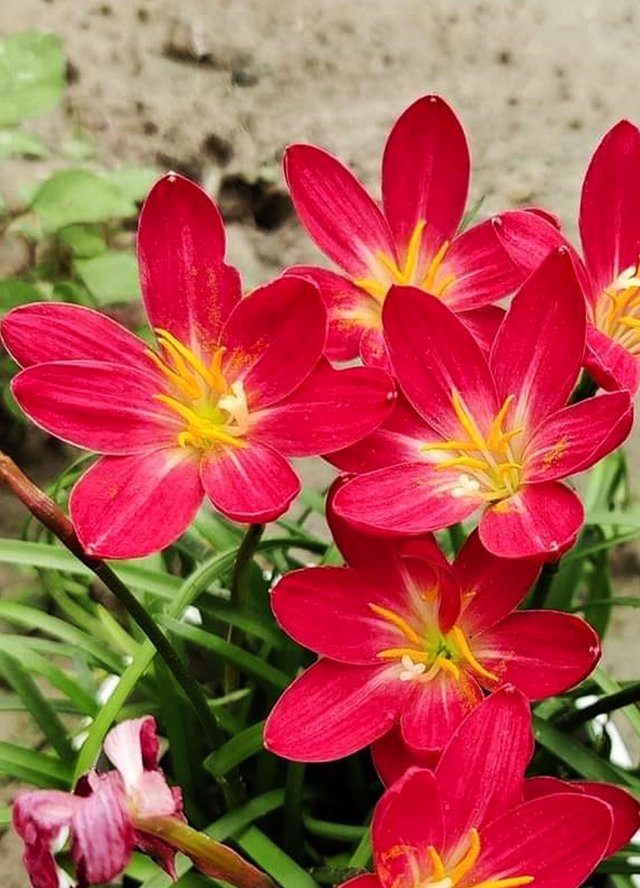 Red rain lily flower 2.jpg