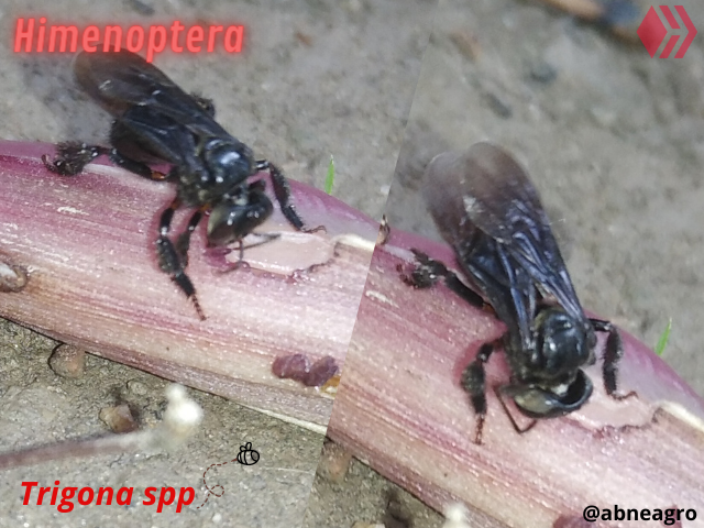 Automeris cf. jucunda (6).png