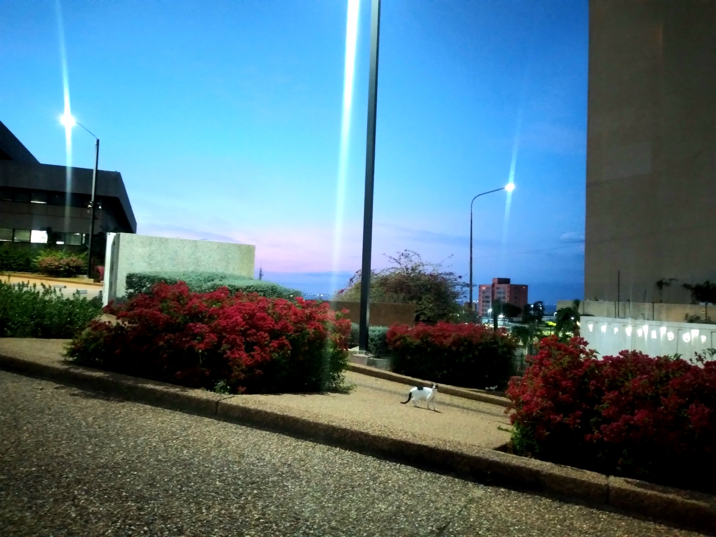 20250723_061321.jpg