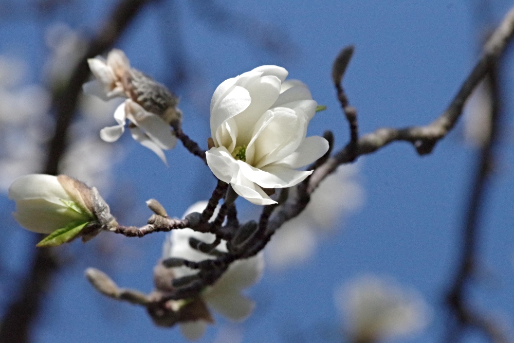 magnolia-nature-photography-3.jpg