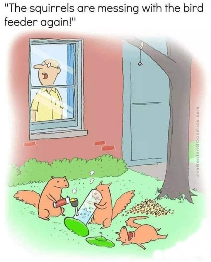 Squirrels birds animals 367406425_1456990838458424_3709026540721465727_n.jpg