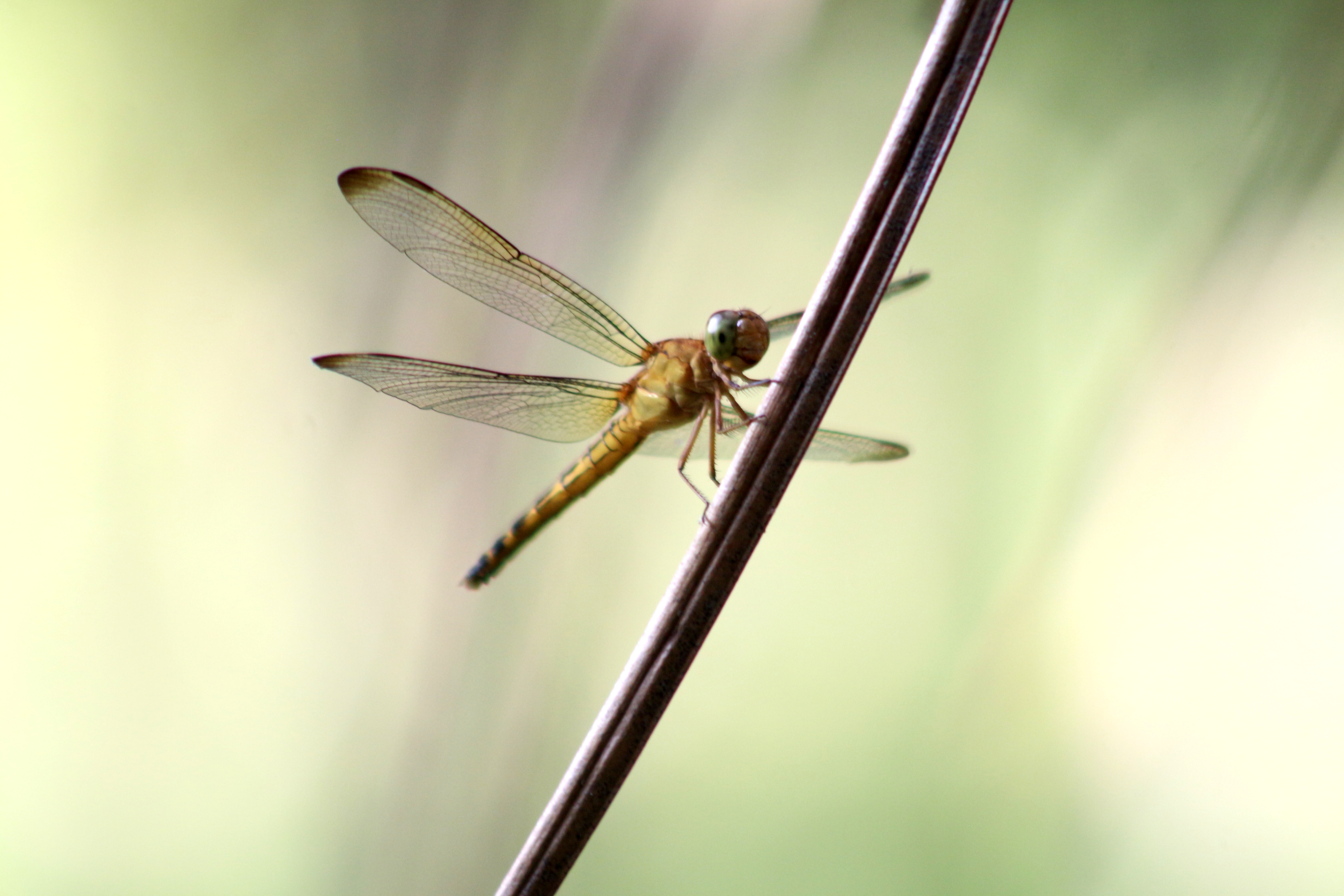 IMG_7689.JPG
