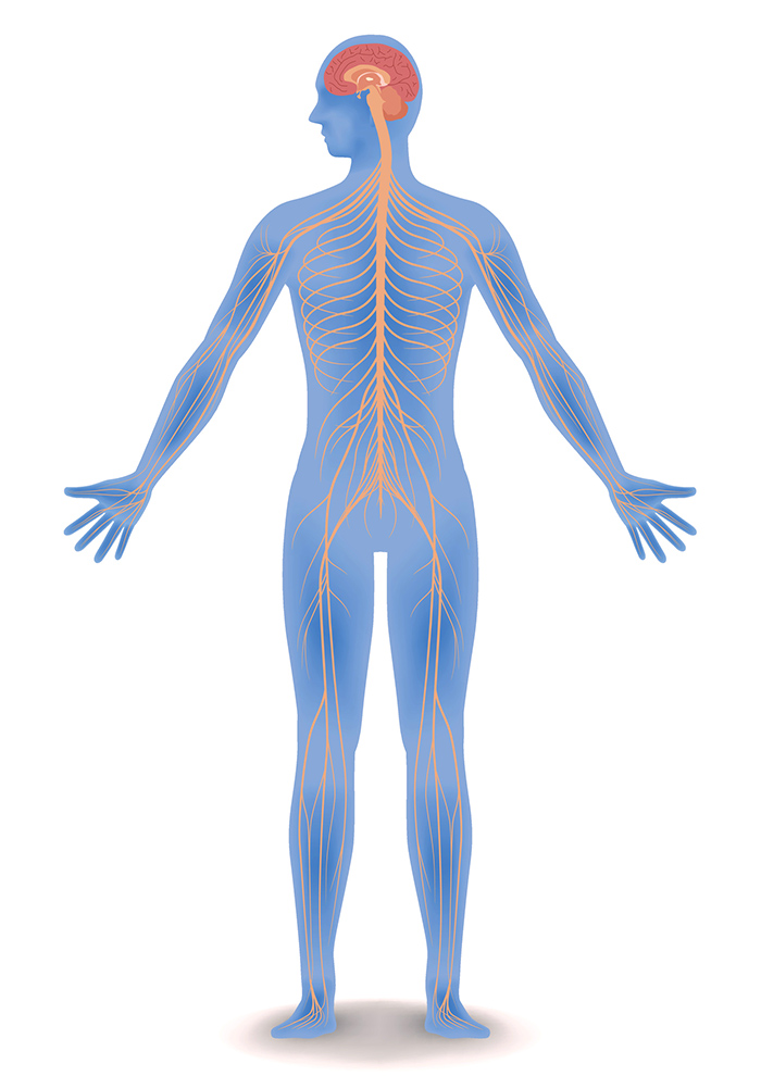 central-nervous-system-QBI.jpg