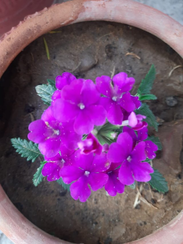 Pink Vervain flower 4.jpg