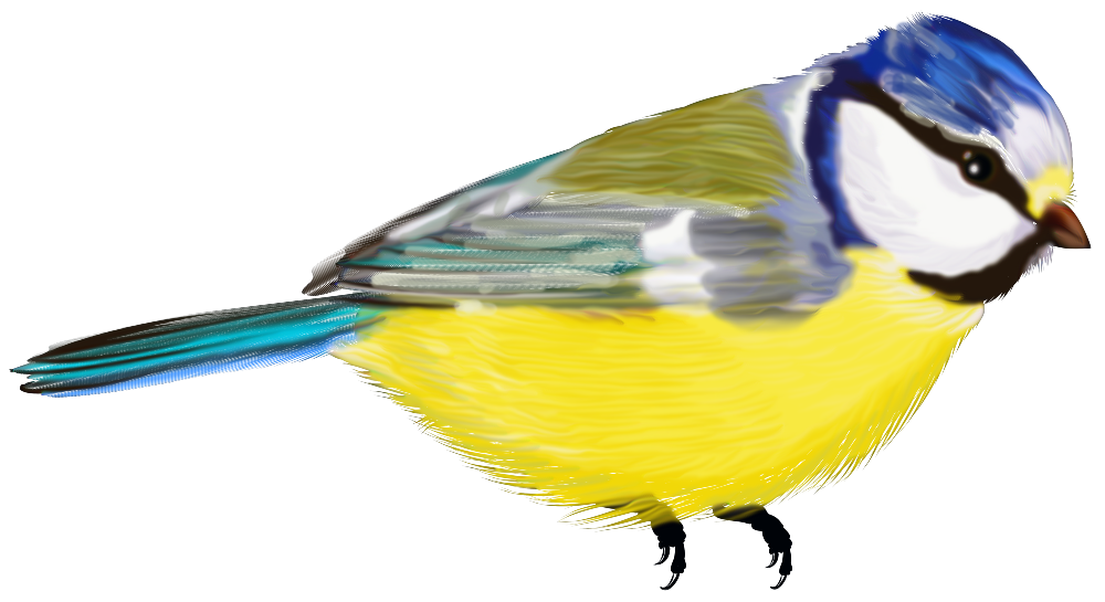 birds2.png