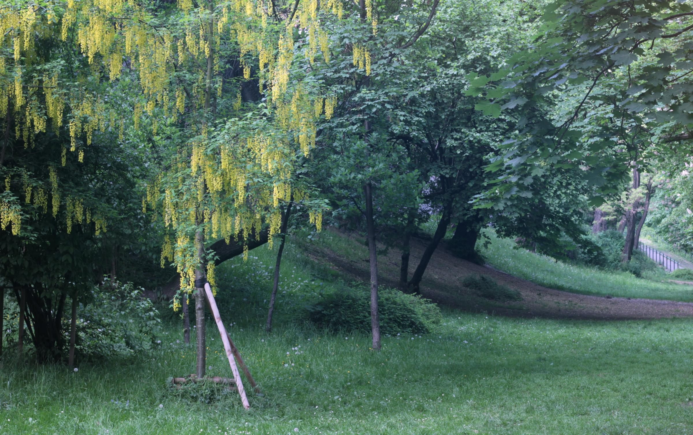 IMG_7274-crop.JPG