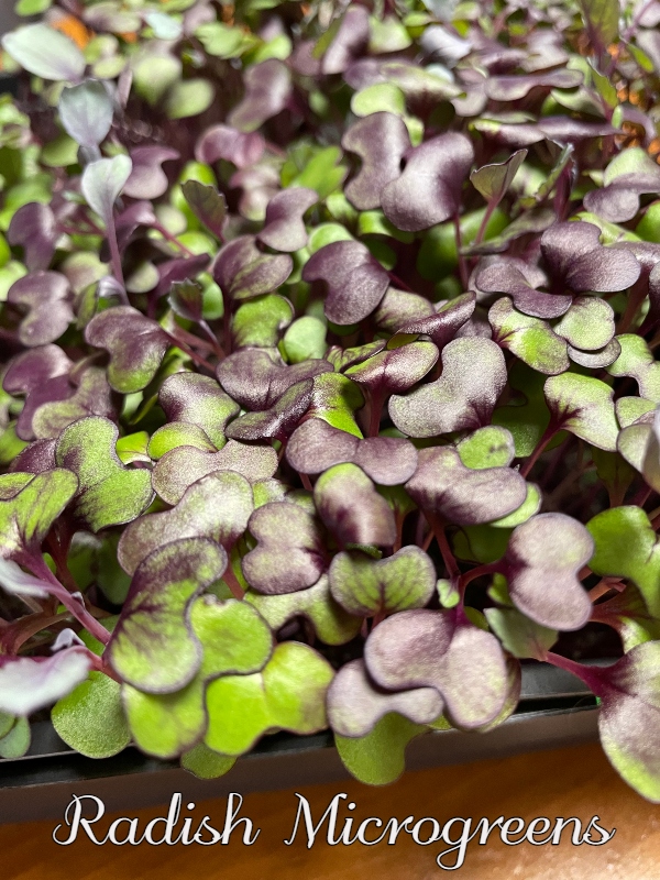 microgreens-radish-1.jpg