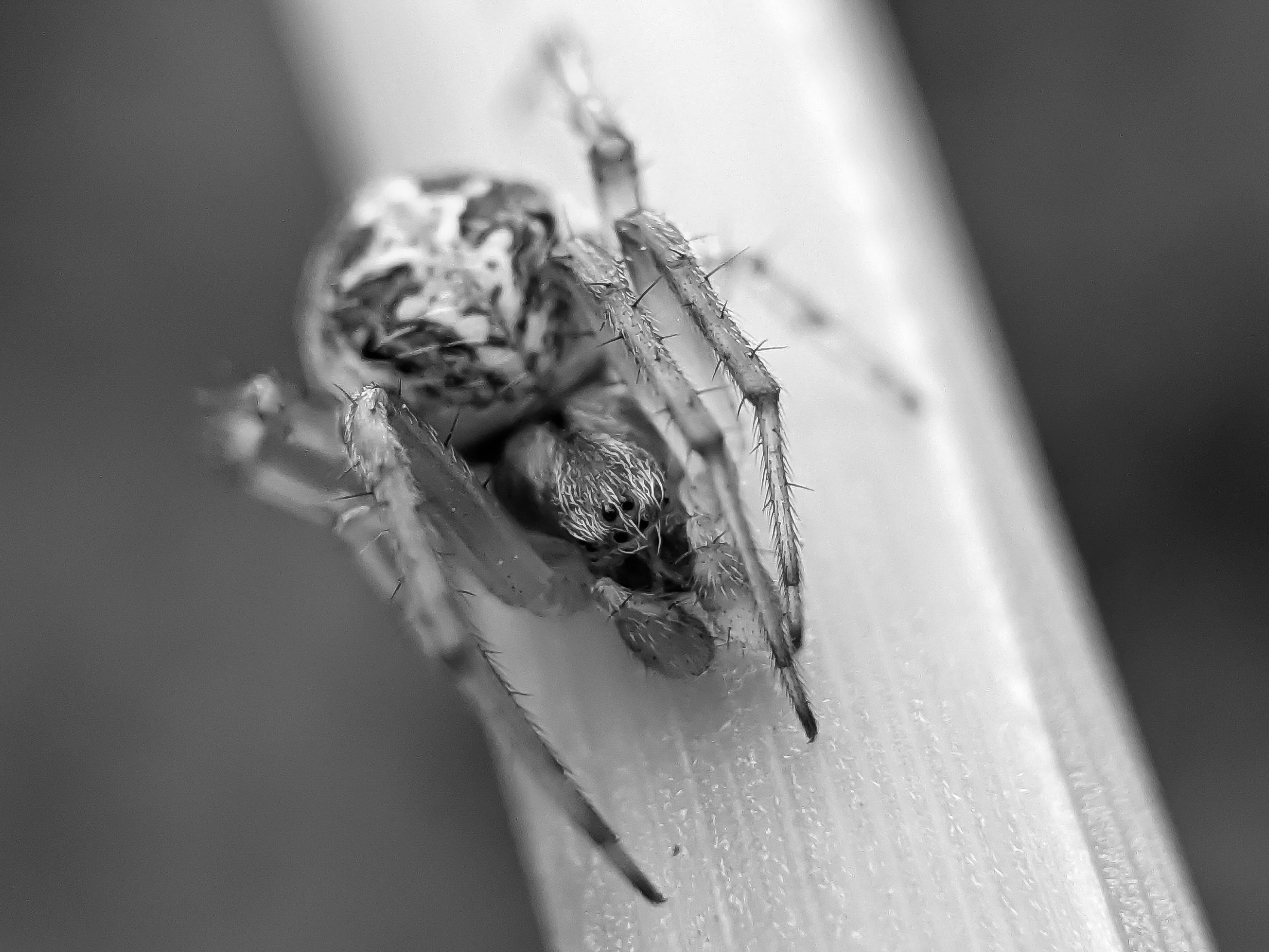 black&white spider (12).jpg