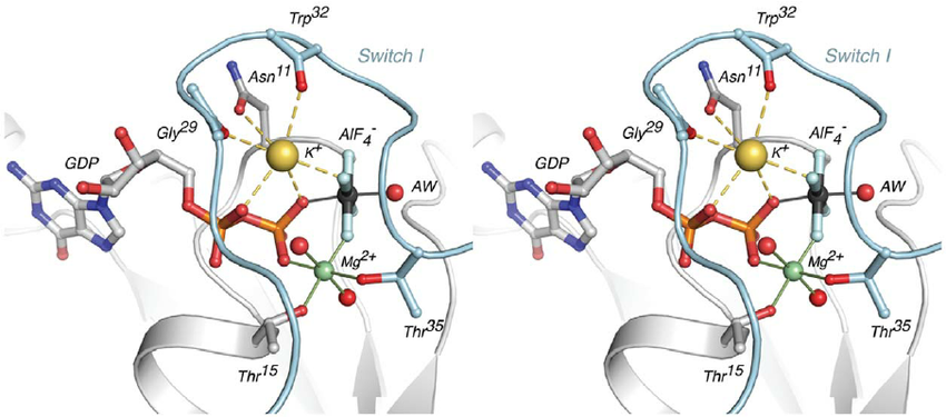 Stereo-view-of-metal-coordination-spheres-at-the-nucleotide-binding-site-The-potassium.png