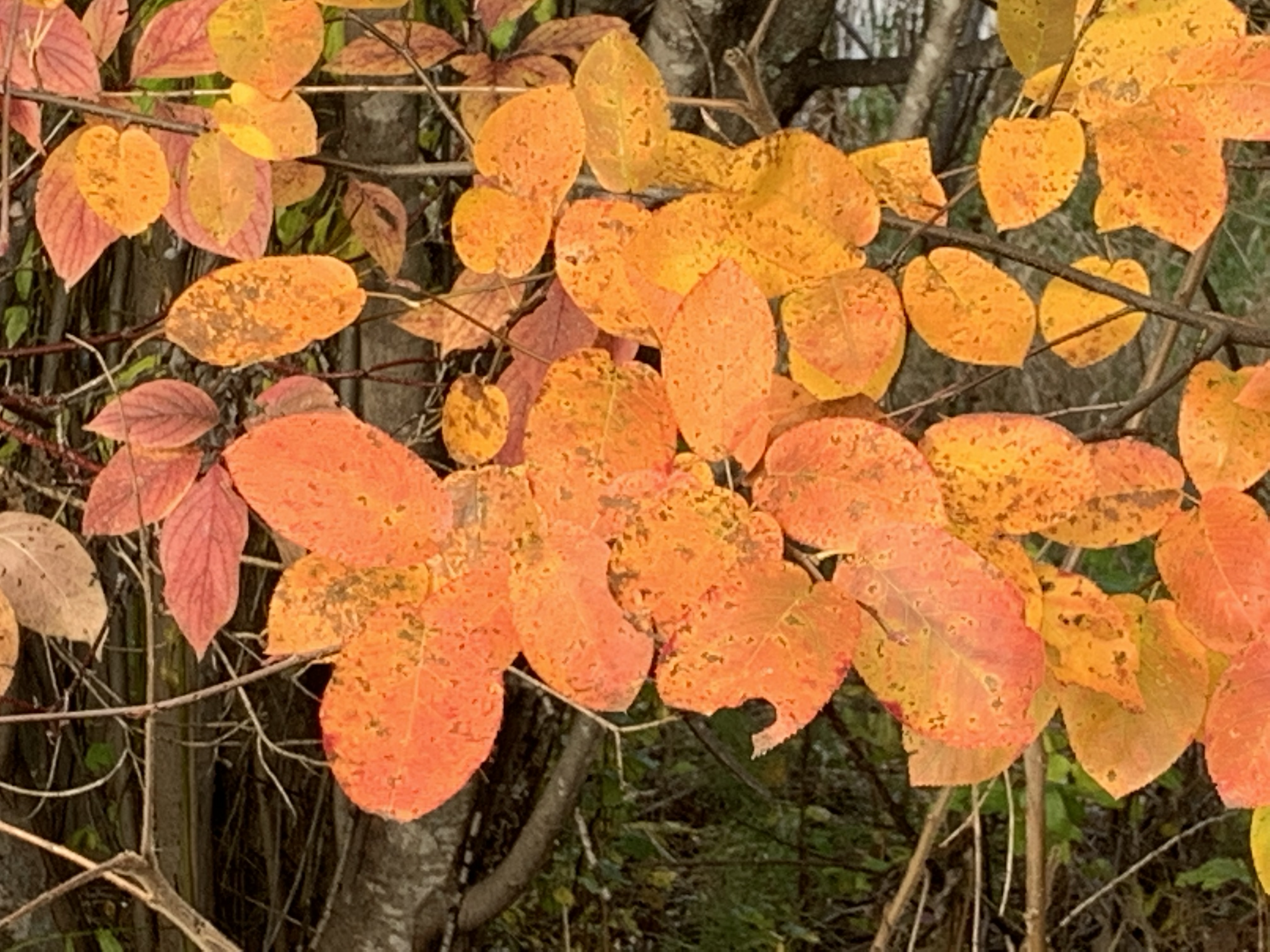 @offgridlife/2aycdl-pobphoto-color-challenge-tuesday-orange
