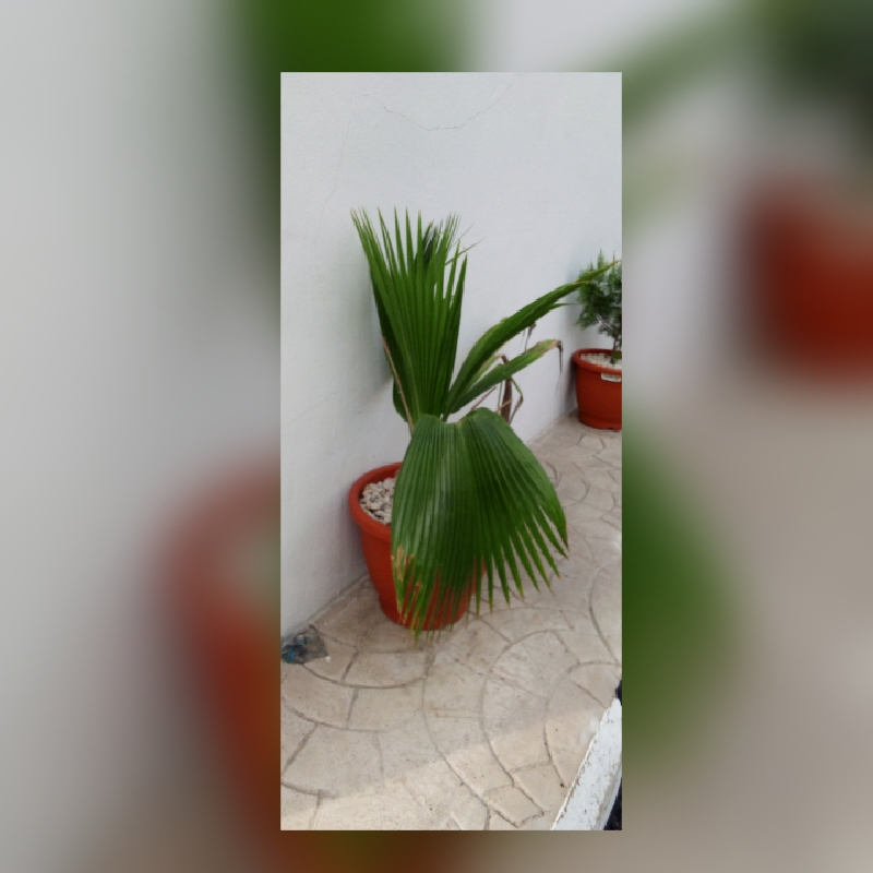 caesarapp_202541691644132.jpg