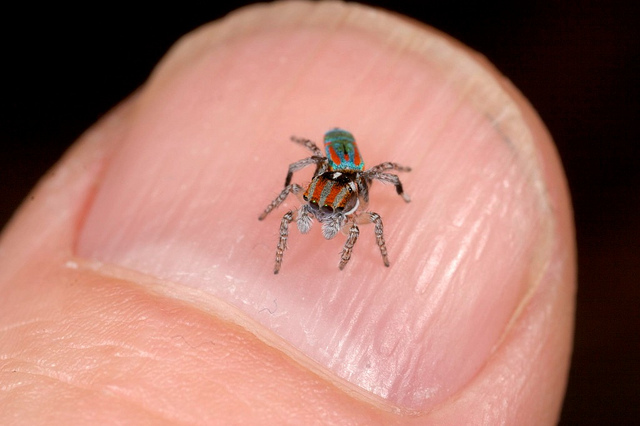 peacock-spider_Maratus-volans_pauk-pavlin_1.jpg