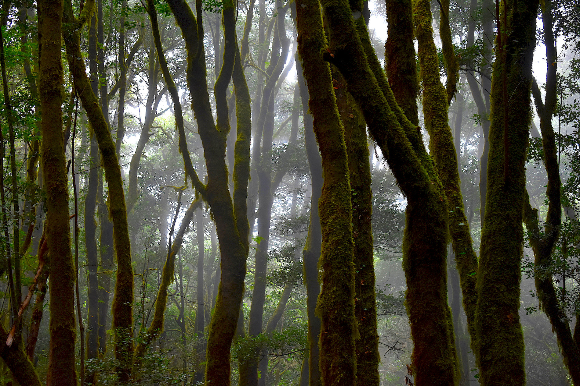 La-Gomera-31.jpg