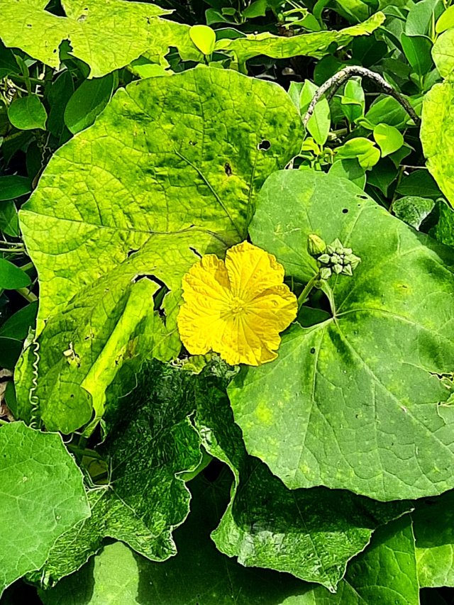 luffa plant flower 4.jpg