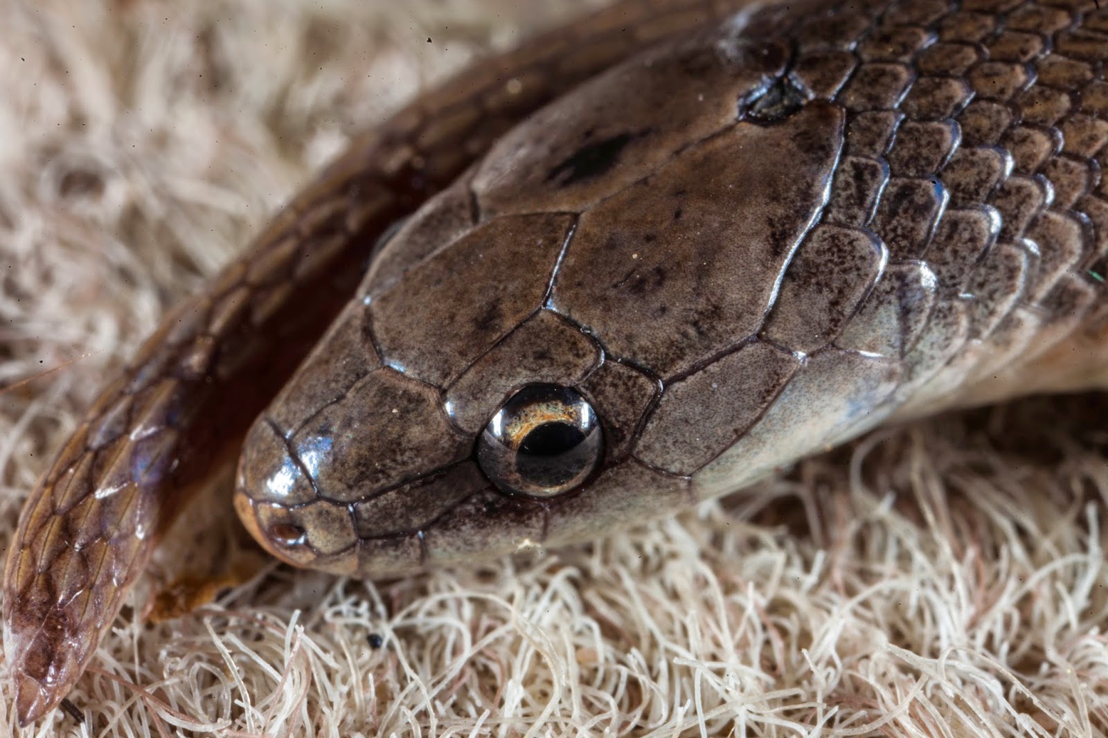 Smooth Earth Snake 2.jpg