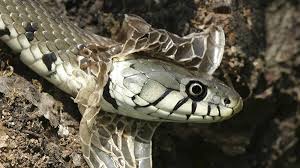 snakeshedskin.jpg