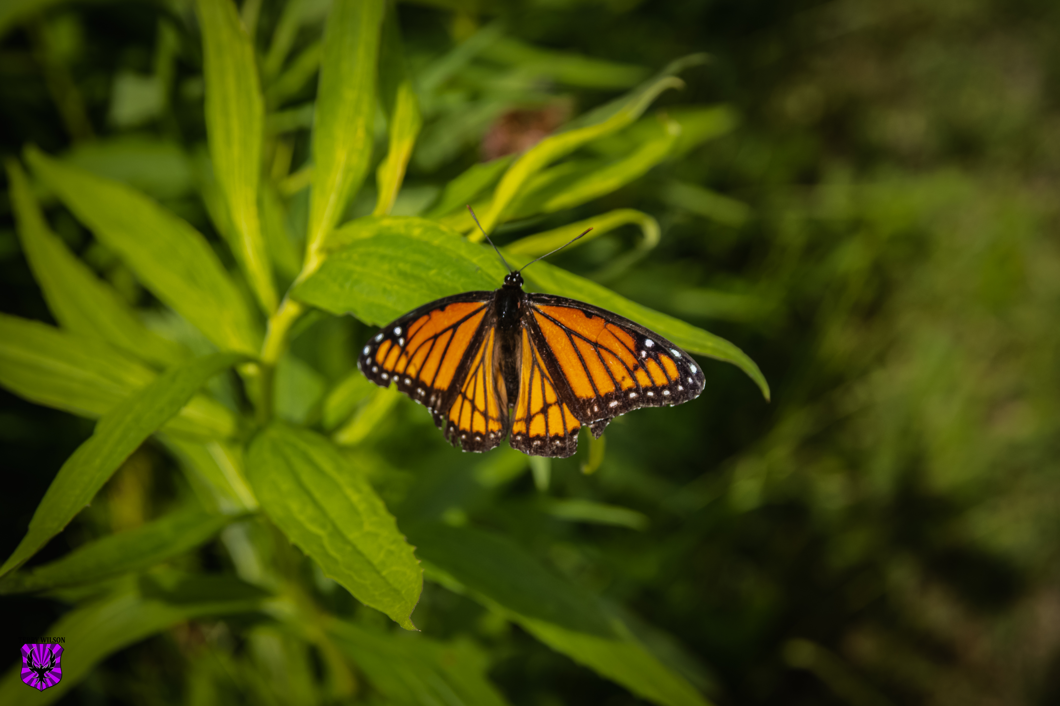 IMG_3775-2.jpg