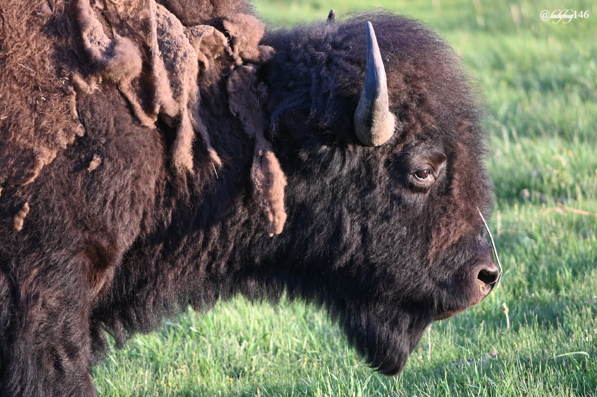bison (24).jpg