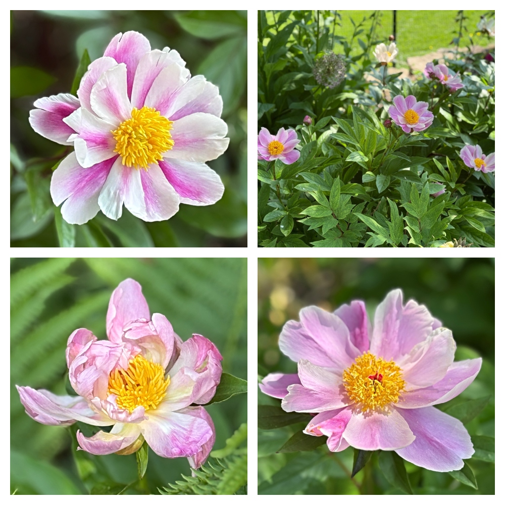 hivegarden-peonies-3.jpg