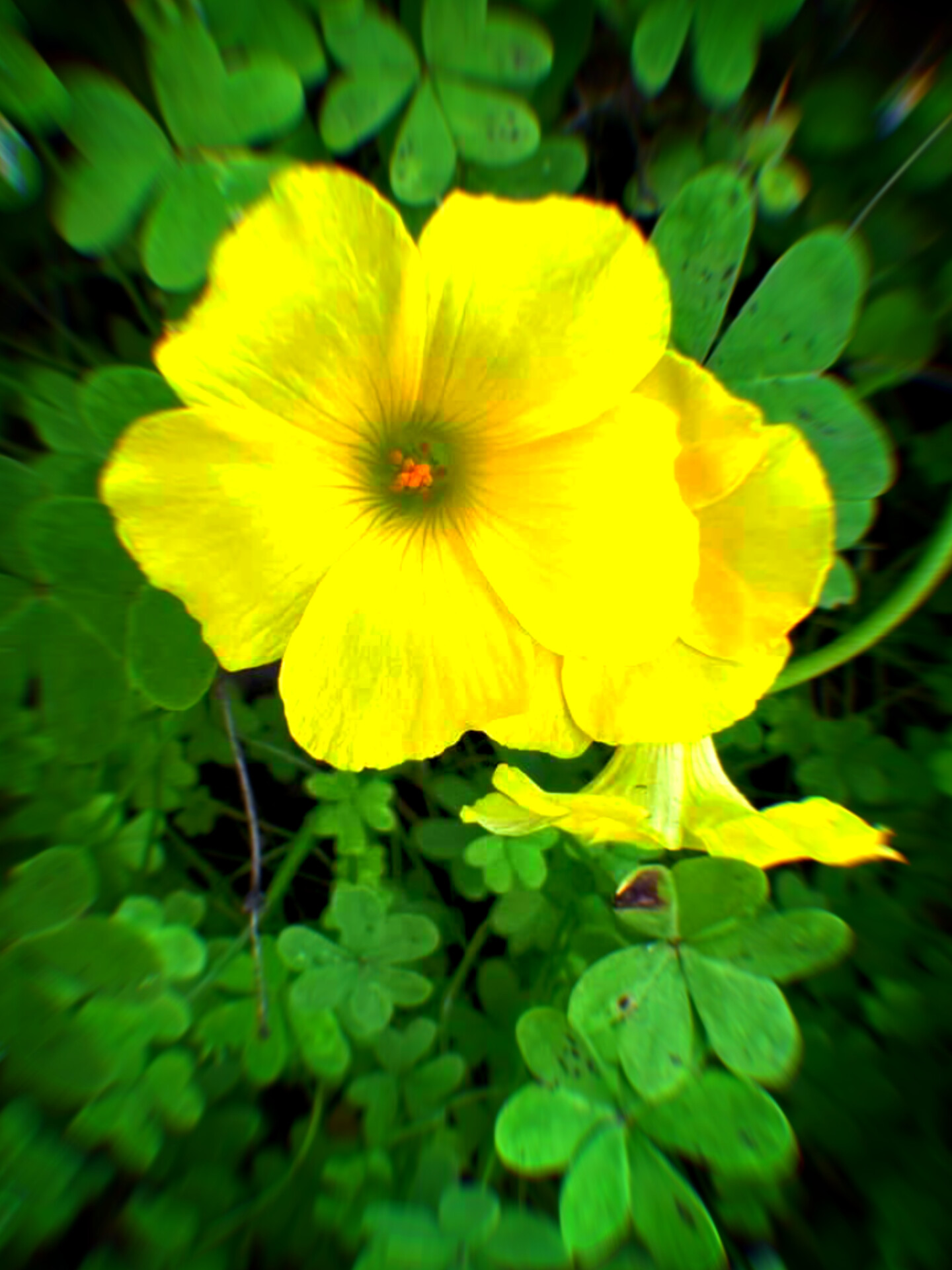 InShot_20240407_104611542.jpg
