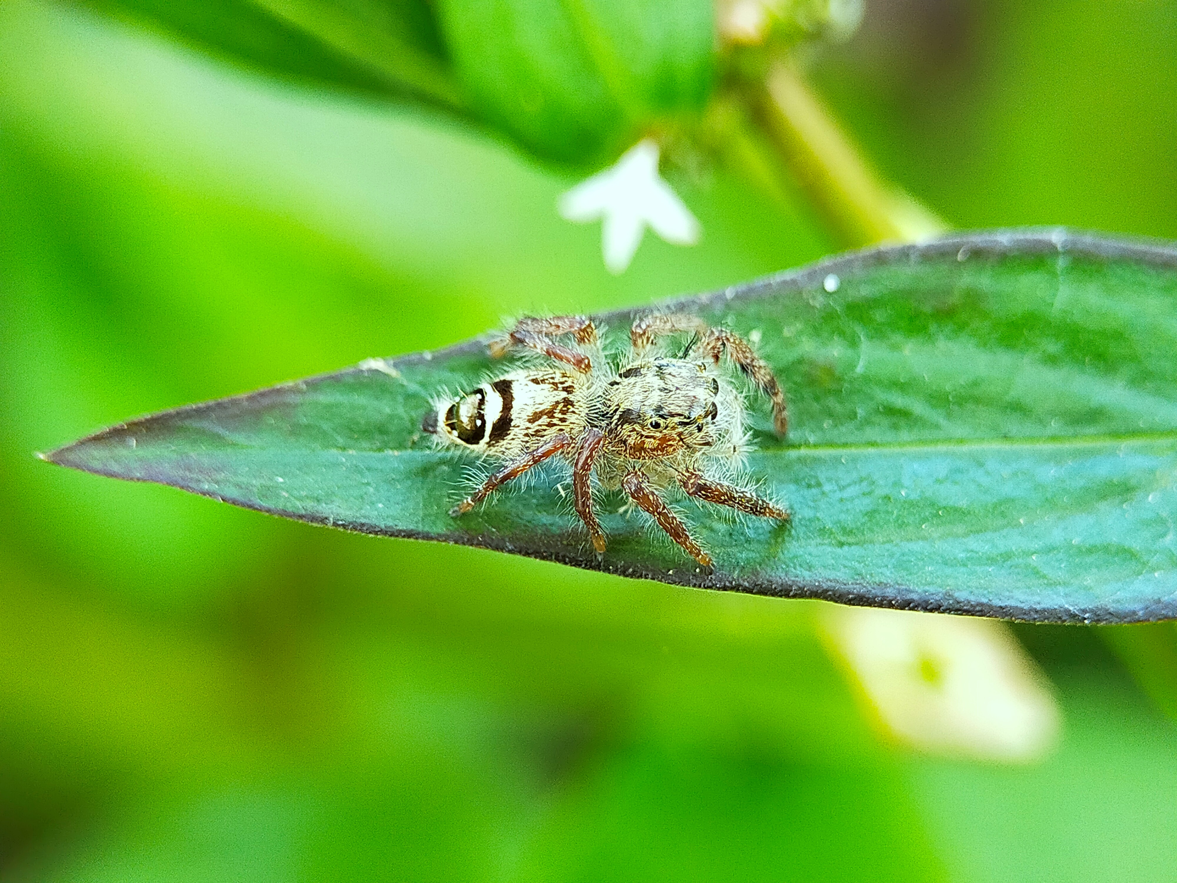 Jumping Spider (11).jpg