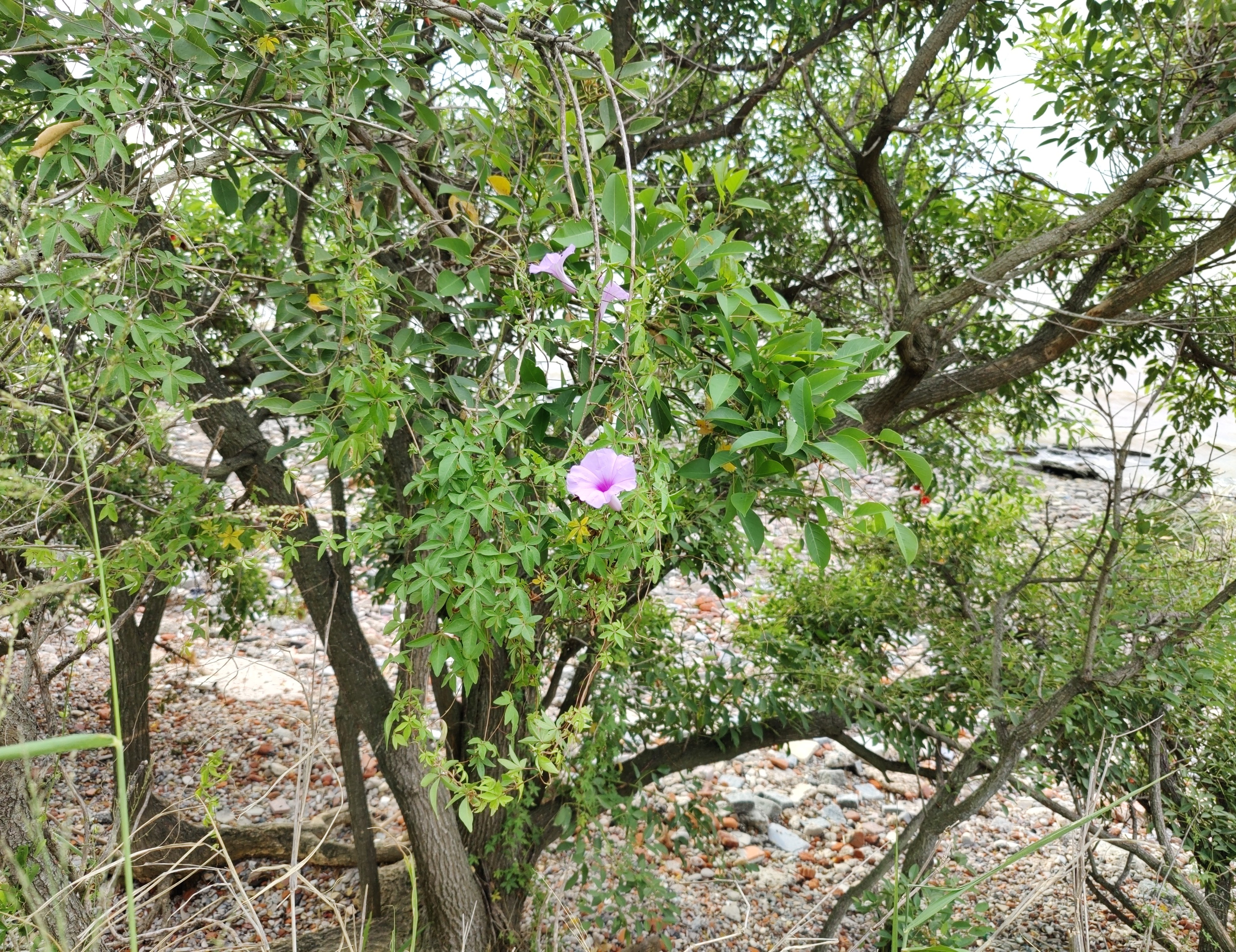 copia-flores-parque.jpg