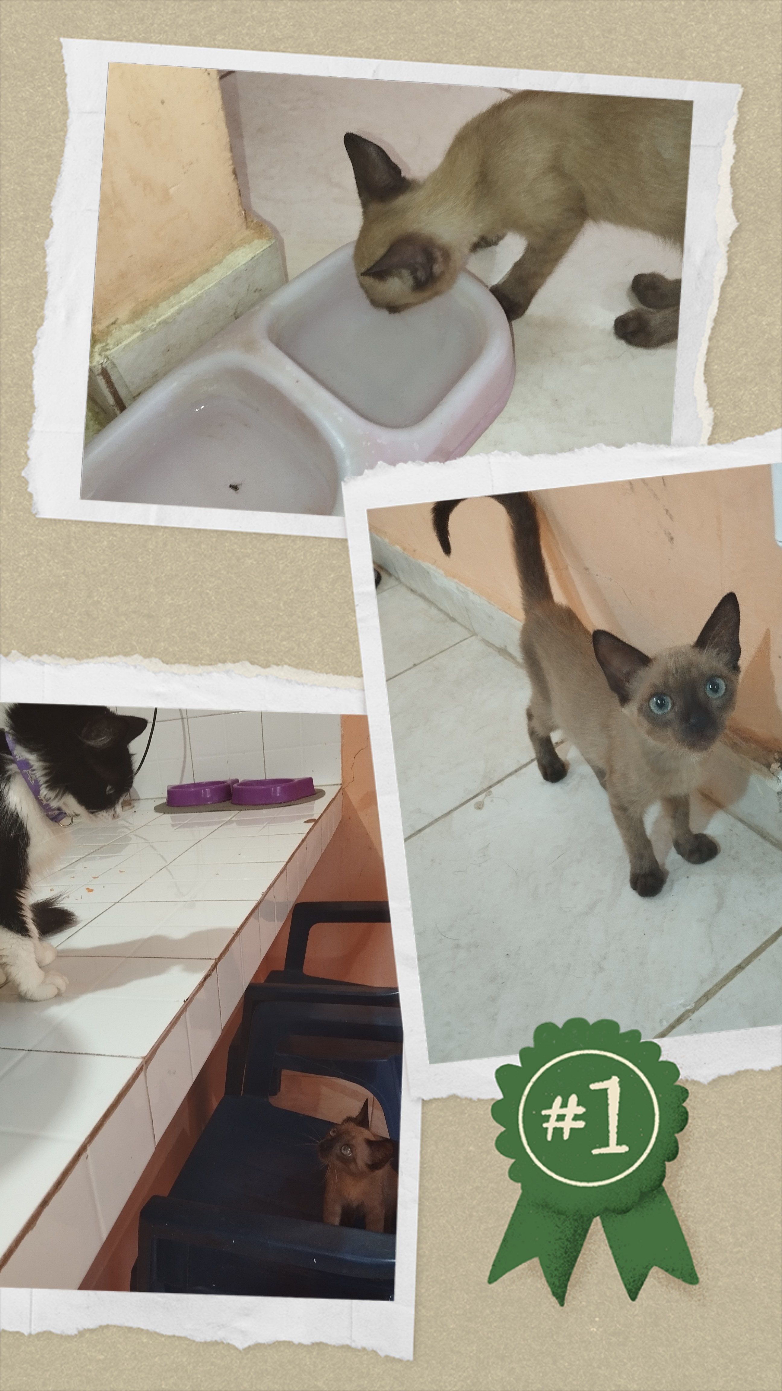 20250711_094658-COLLAGE.jpg