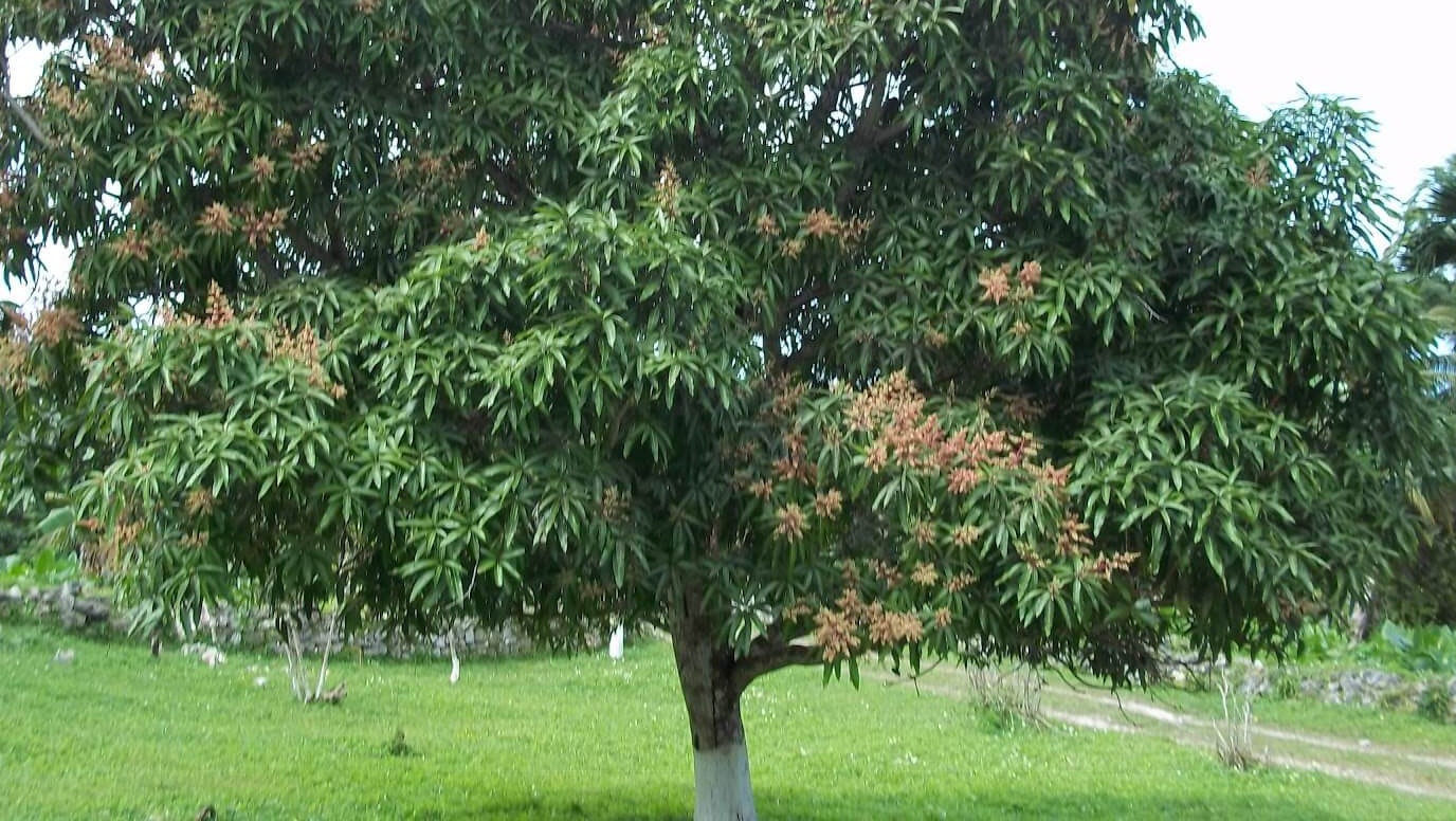 Árbol-de-mango-1.jpg