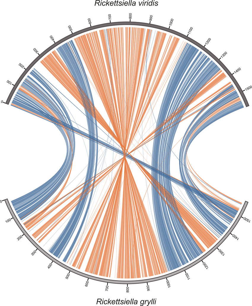 Plot-of-synteny-between-the-genomes-of-Ca-Rickettsiella-viridis-and-R-grylli.png