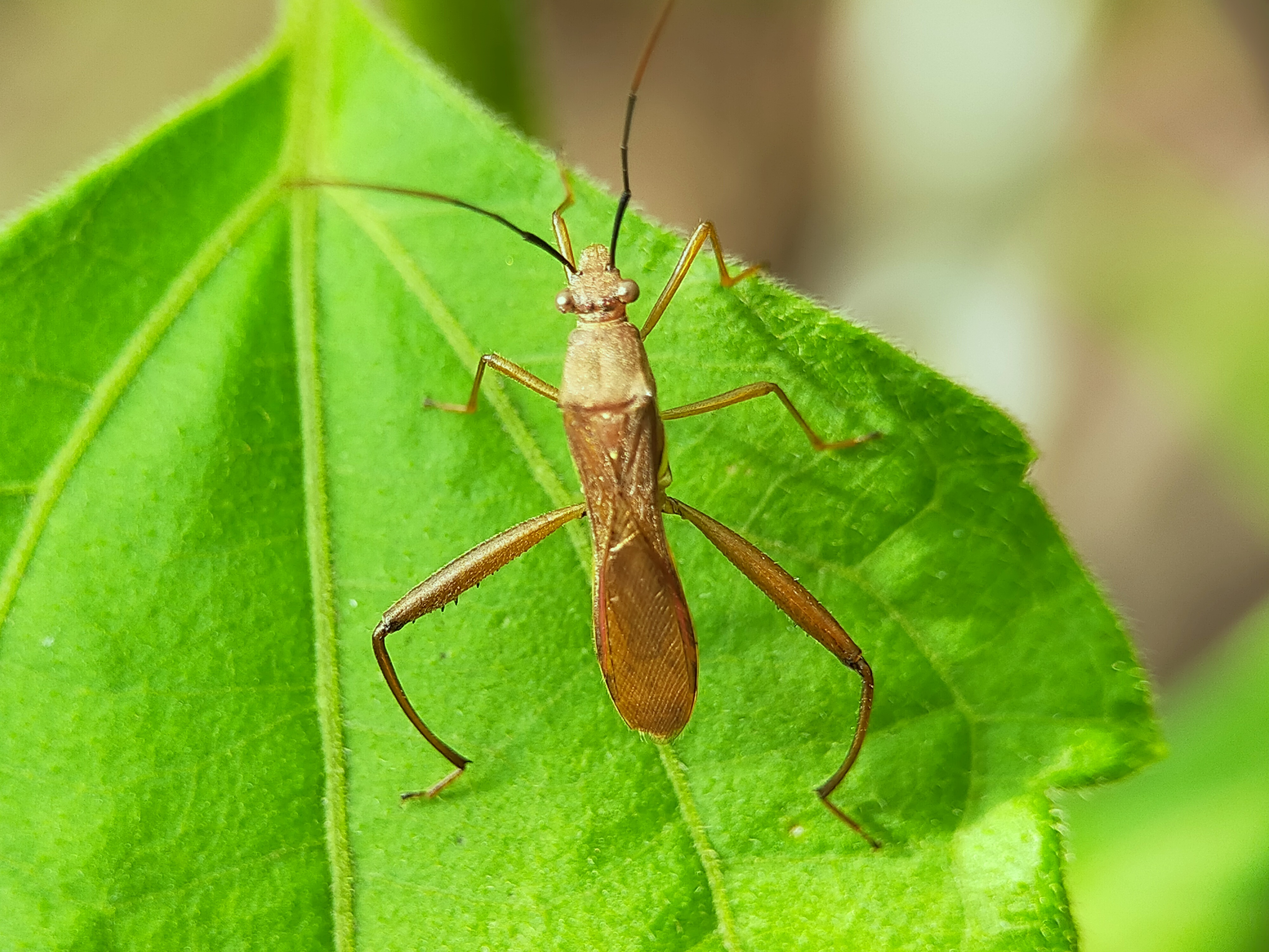 Assassin Bug (12).jpg