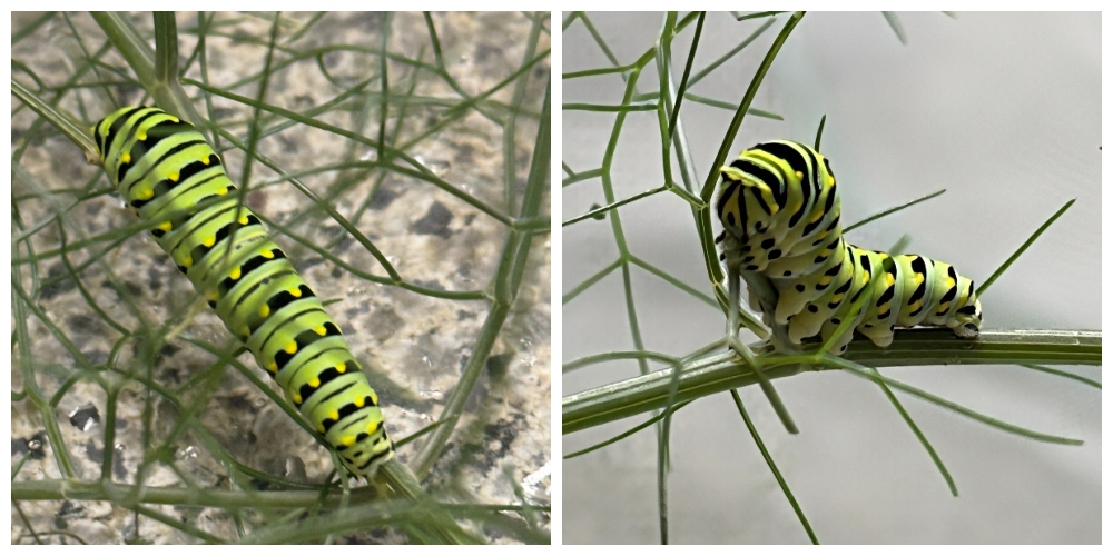 hivegarden-caterpillars-5.jpg