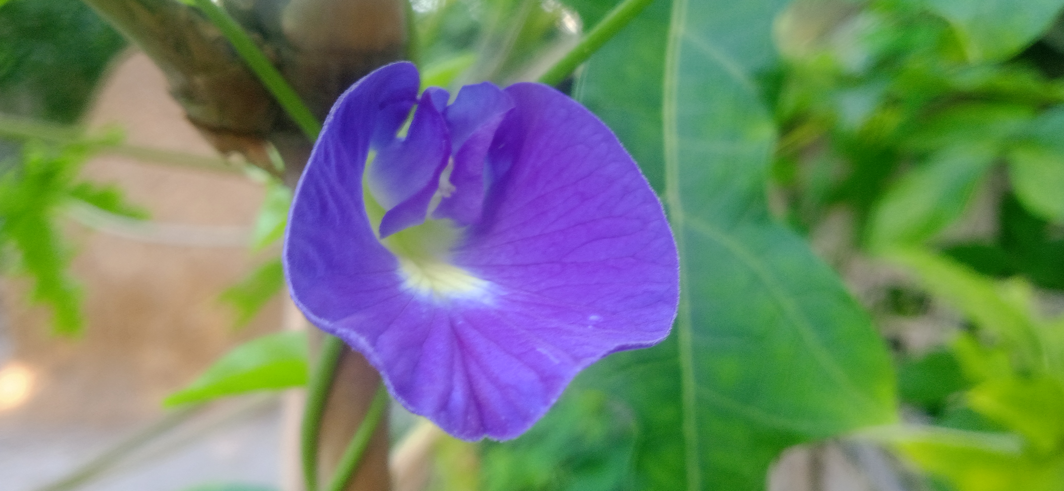 IMG_20250627_062723.jpg