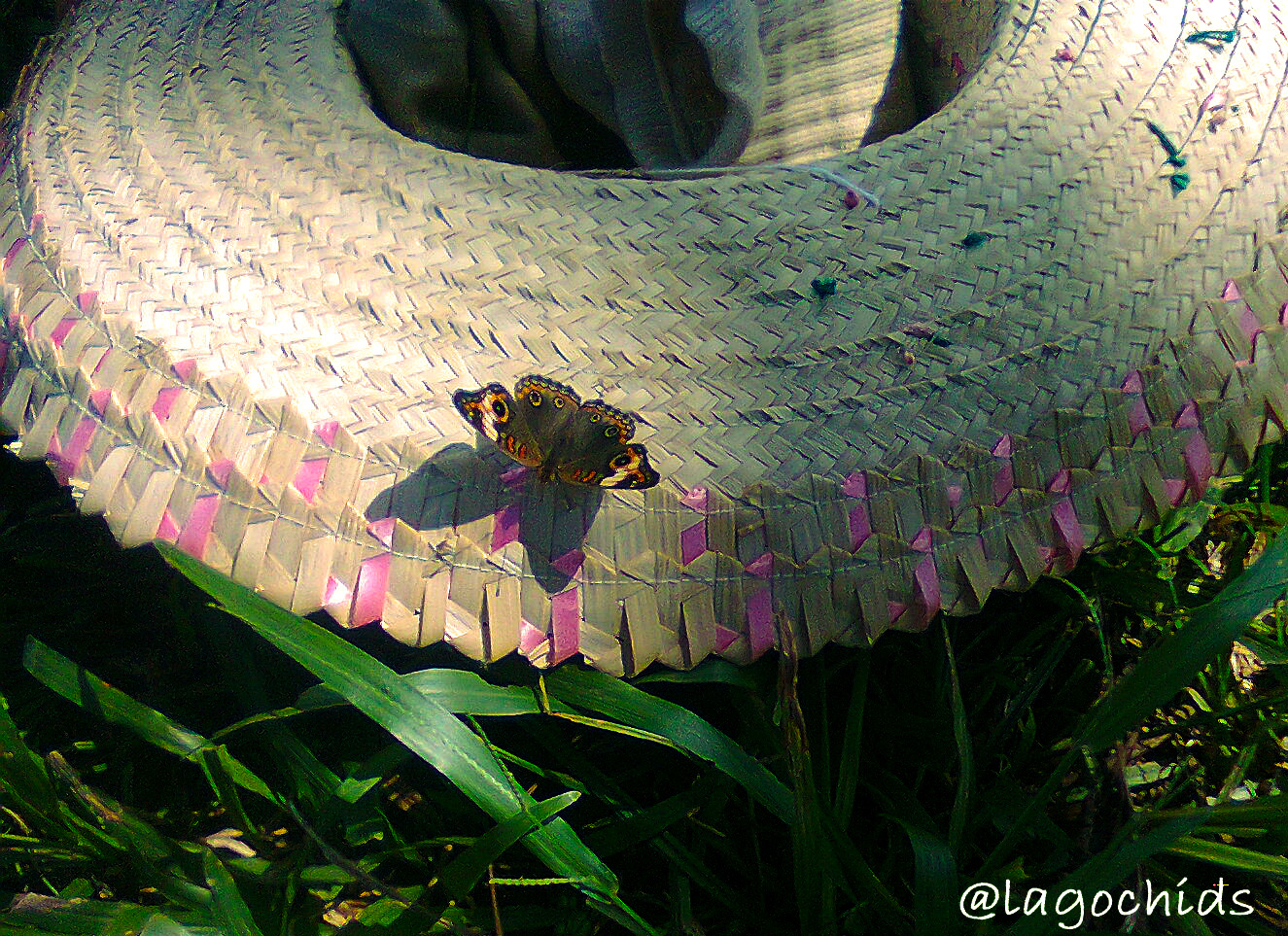 Mariposa 3.jpg