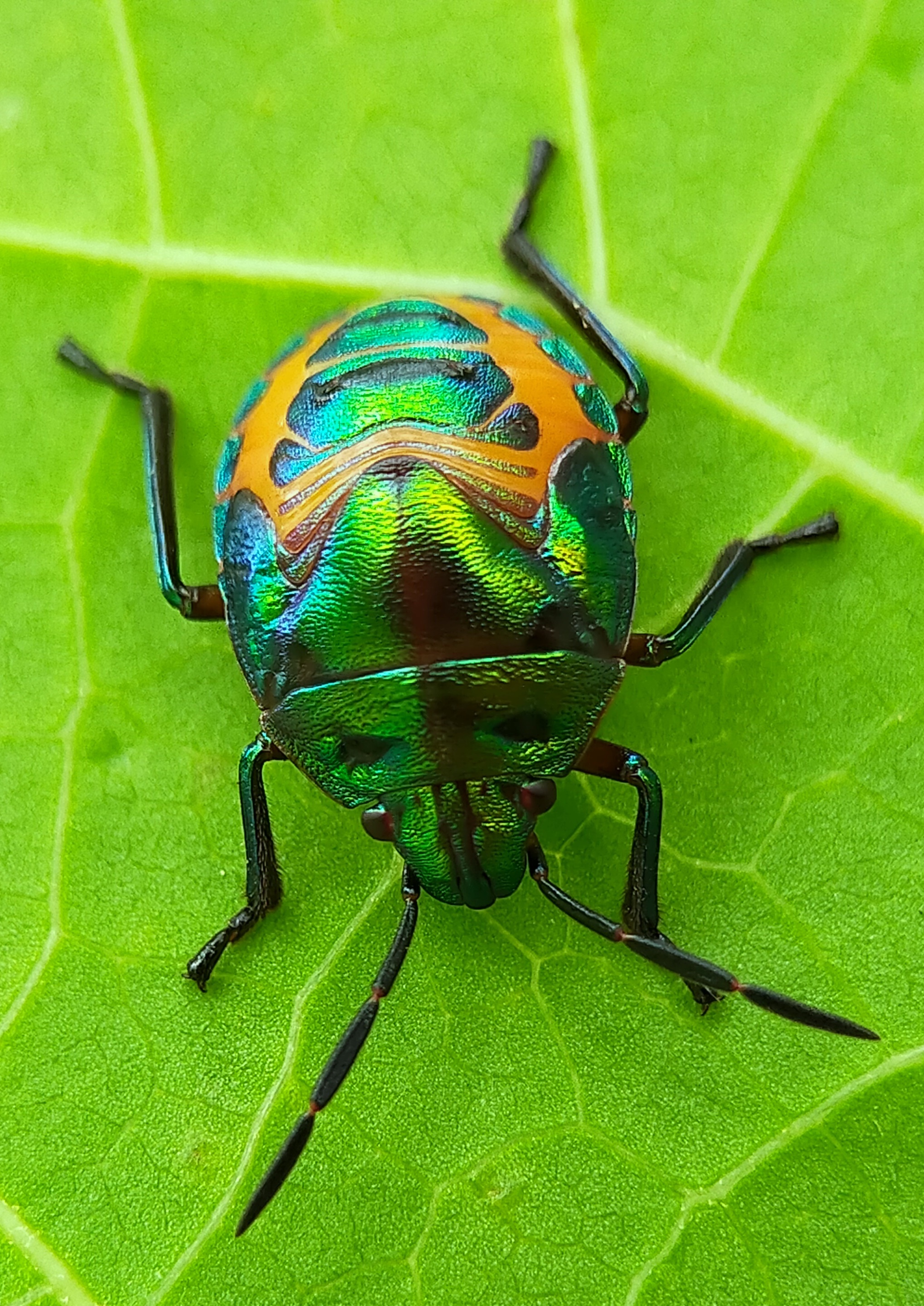 Jewel bugs (22).jpg