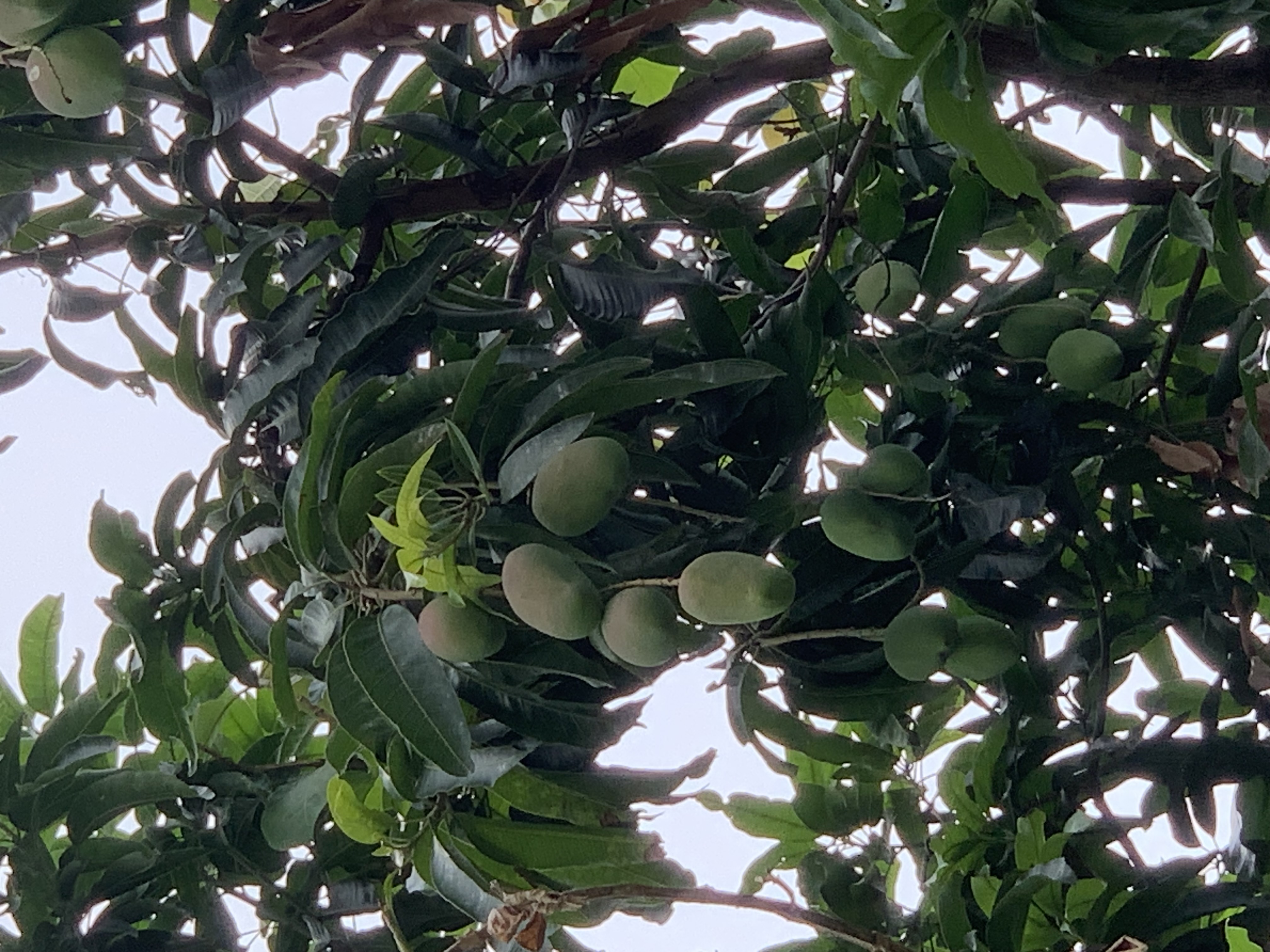 fruit7.jpg
