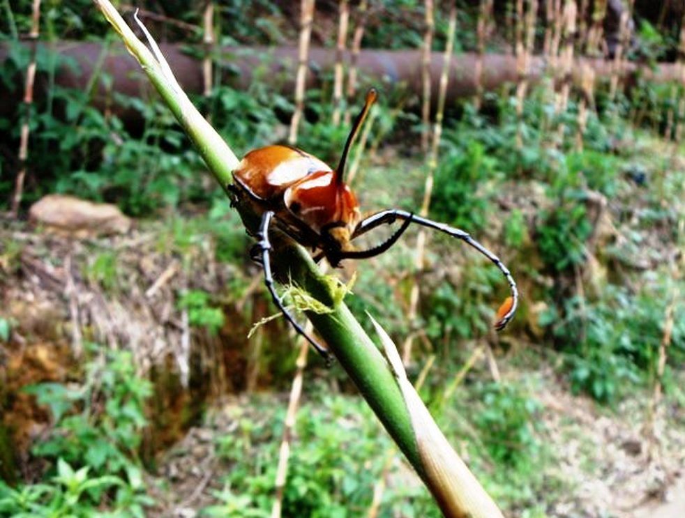 Escarabajo.jpg