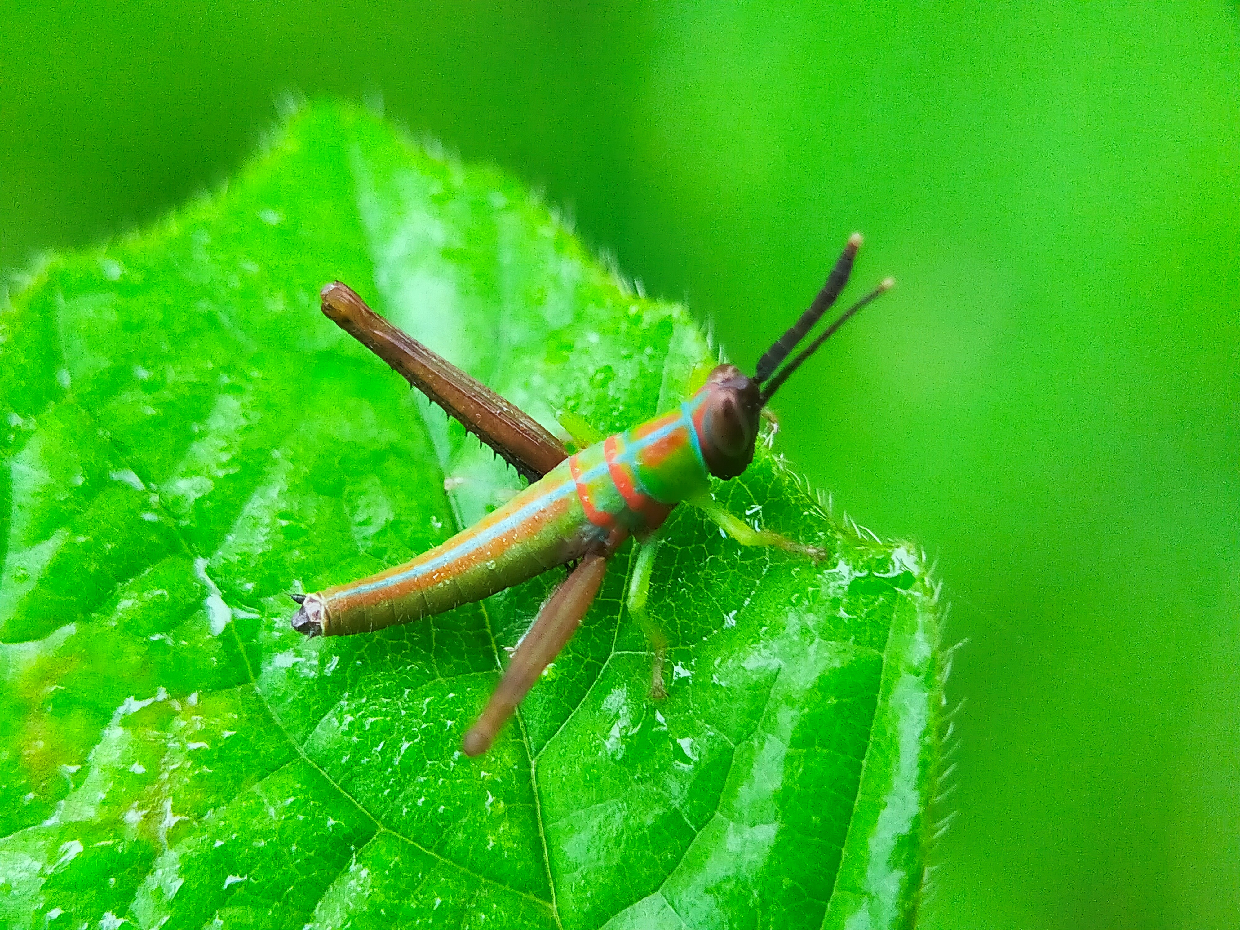 Grasshopper Color (34).jpg