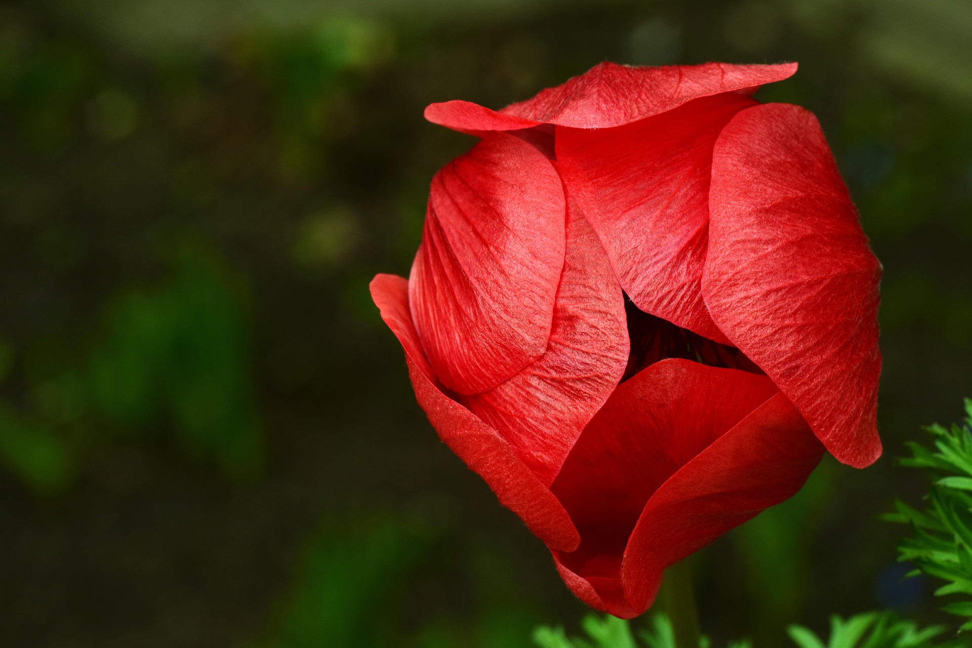 poppy-g14798b74d_1920.jpg