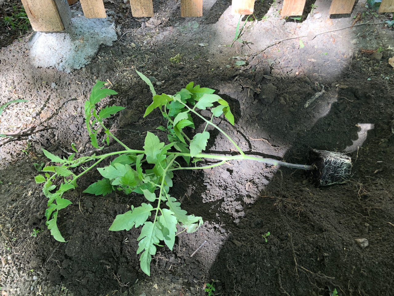 Changing My Tomato Planting Strategy トマトの斜め植え Hive