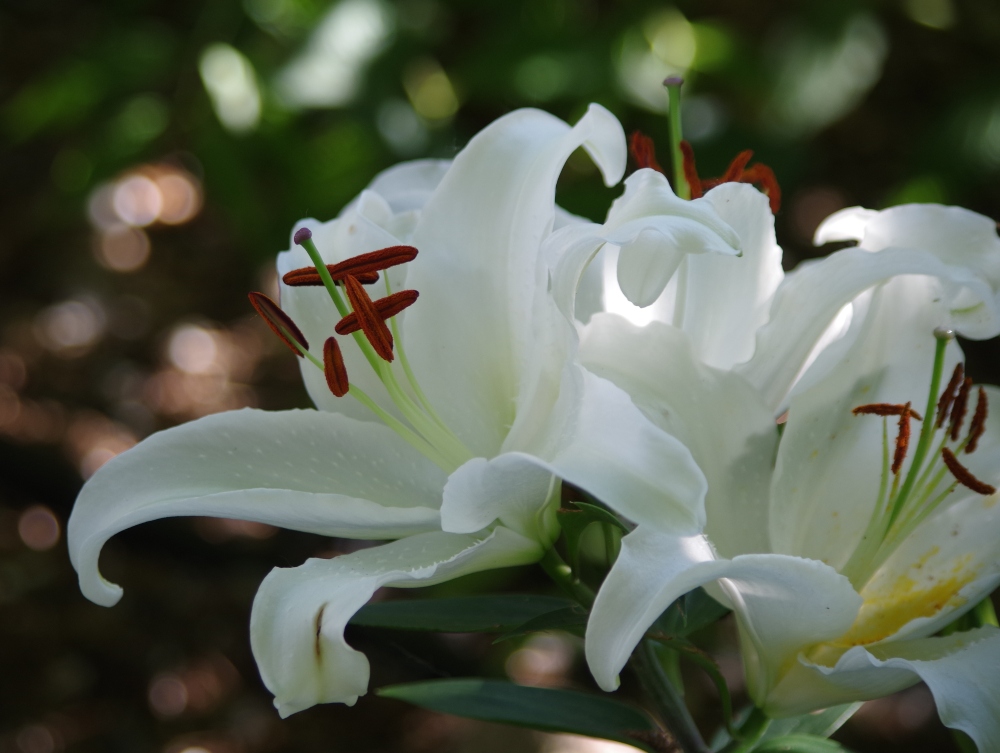 flowers-white-lily.jpg