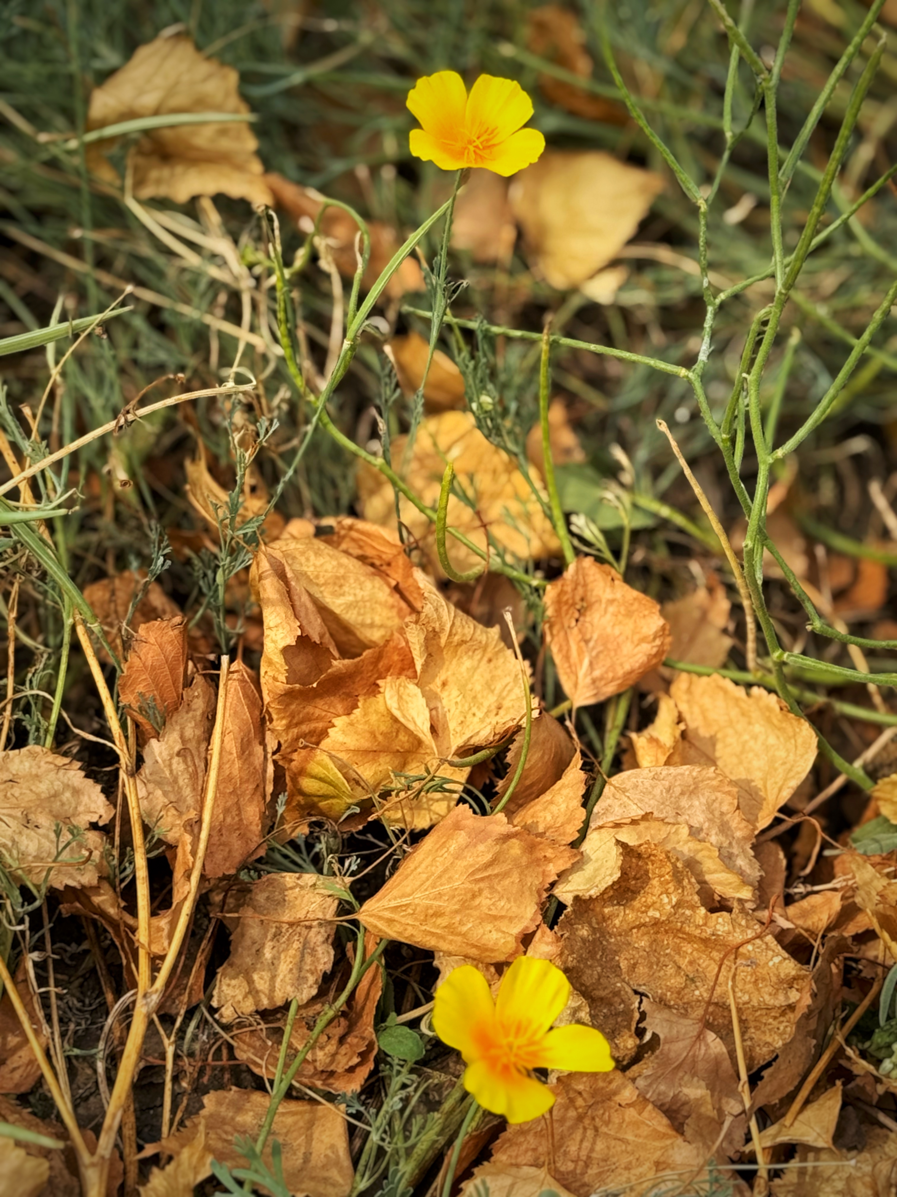 IMG_5339.jpeg