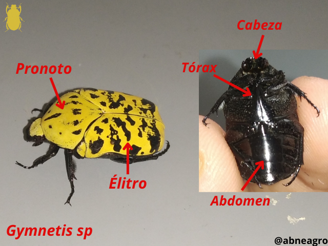 Automeris cf. jucunda (6).png