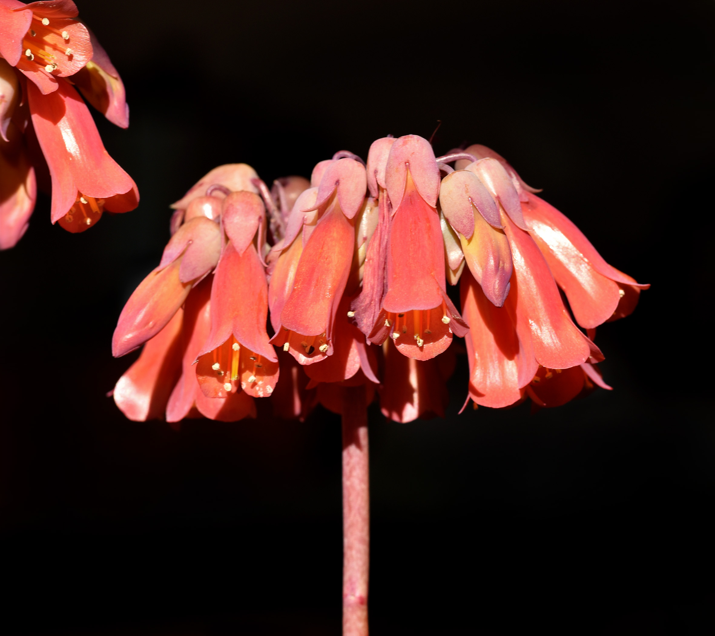 Kalanchoe Lucky Bells flower.jpg