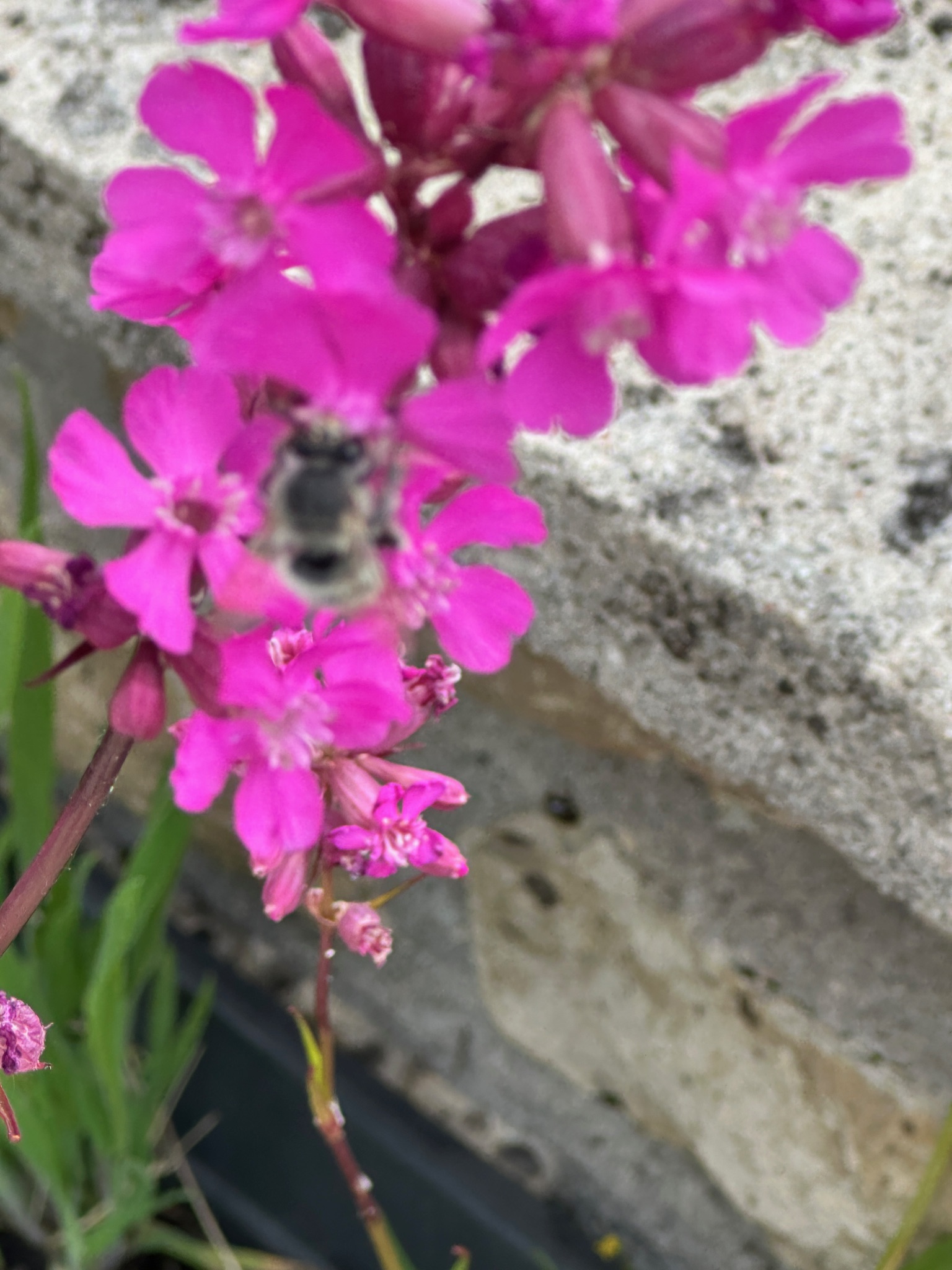 D68974FF-4E6C-4C82-9892-52757CFF3971.jpeg