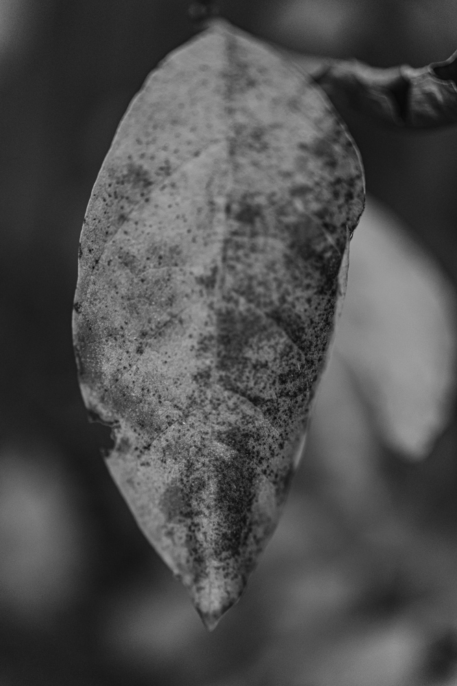 Macro leaves BW (2 of 4).jpg